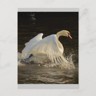 Splashing Swan Postcard