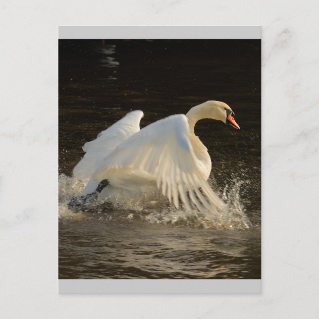 Splashing Swan Postcard (Front)