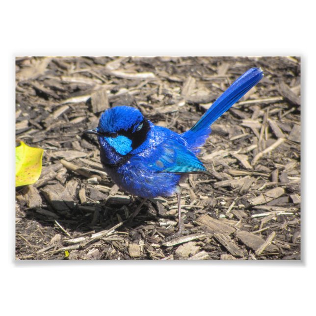 Splendid Fairy Wren Photo Print (Front)