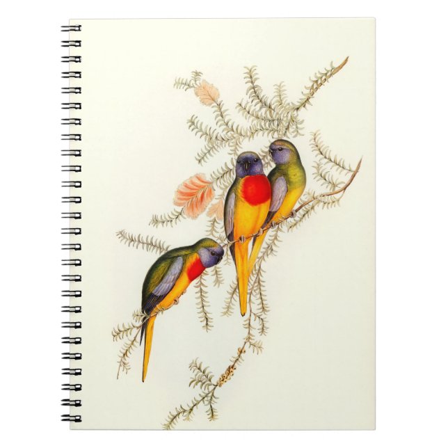 Splendid Grass-Parakeet, Vintage  Notebook (Front)