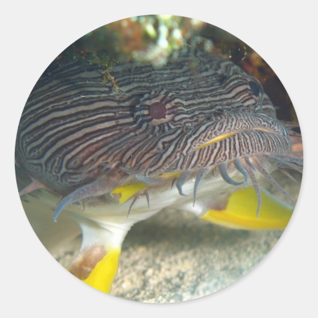 Splendid Toadfish Classic Round Sticker (Front)