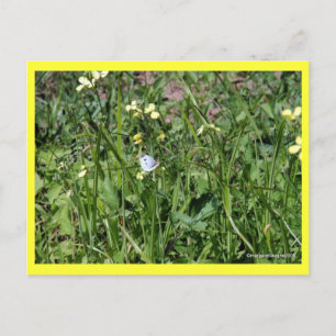 "Splendour in the Grass" Postcard