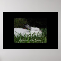 Splendour in the Grass