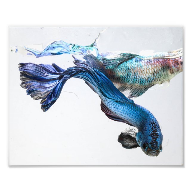 Splish Splash Betta Fish Photo Print (Front)