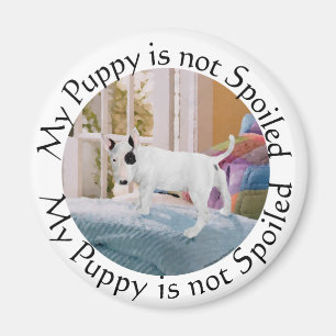 Spoiled? Bull Terrier Puppy . . . Not Magnet