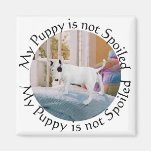 Spoiled? Bull Terrier Puppy . . . Not Magnet