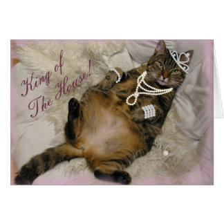 SPOILED PRINCESS CAT LAYING ON BACK