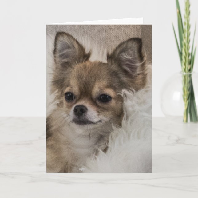 Spoilt Chihuahua Relaxing Card (Front)