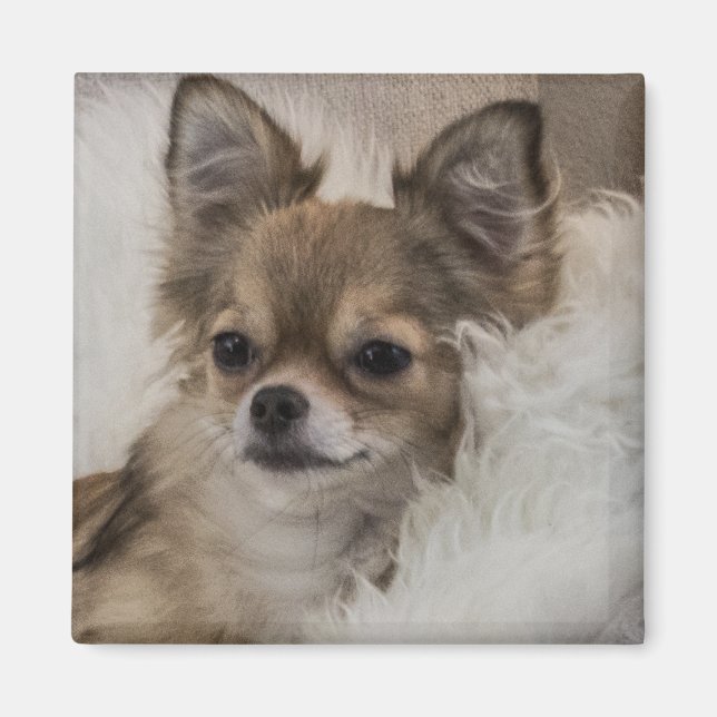 Spoilt Chihuahua Relaxing Magnet (Front)