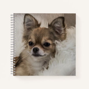 Spoilt Chihuahua Relaxing Notebook