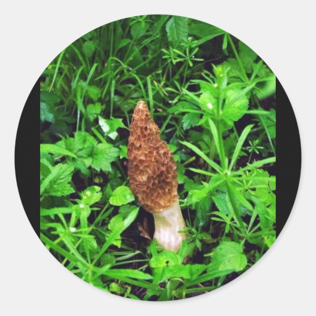 Sponge Mushroom with green plants Classic Round Sticker (Front)