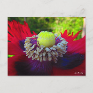 Spontaneity Postcard