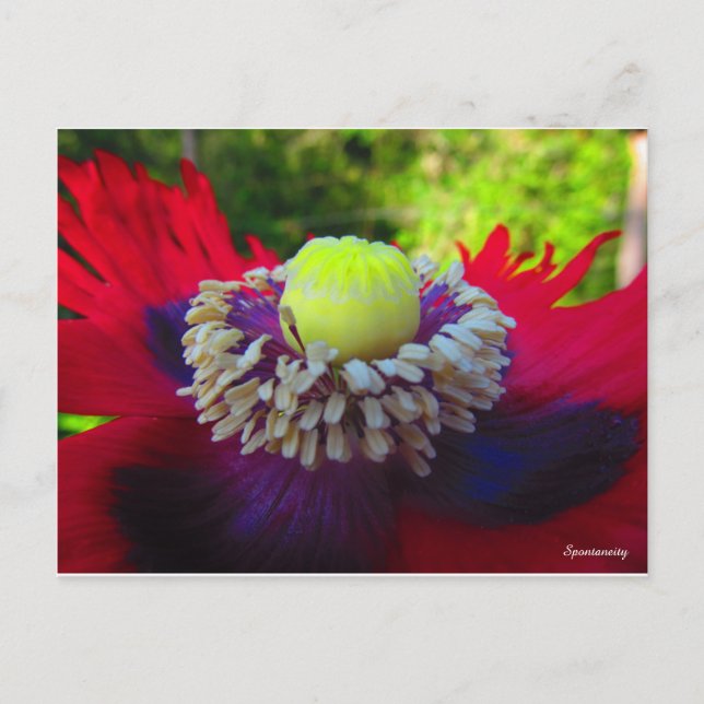 Spontaneity Postcard (Front)