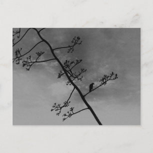 Spooky Bird on Limb Silhouette Black and White Postcard