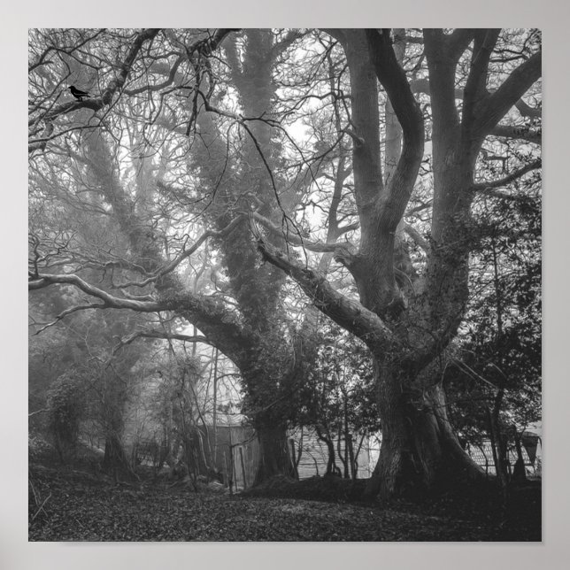 Spooky Forest Black and White Photography Poster (Front)