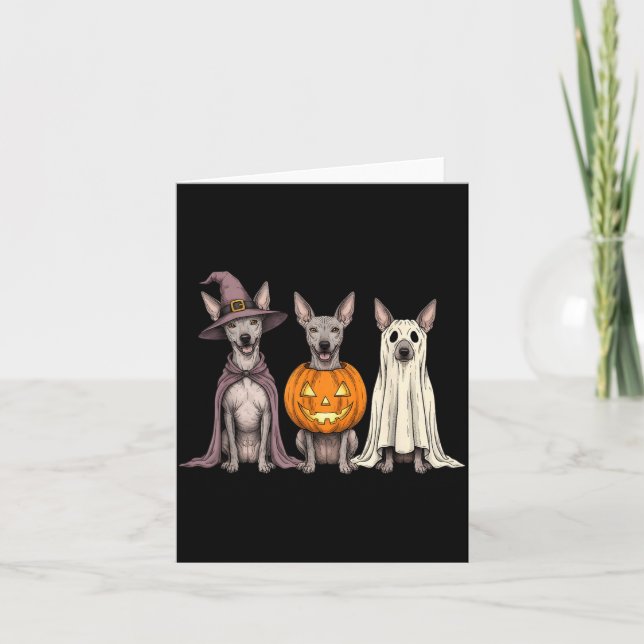 Spooky Ghost Xoloitzcuintli Pumpkin Halloween Xolo Card (Front)