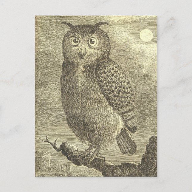 Spooky Vintage Halloween Eagle Owl Postcard (Front)