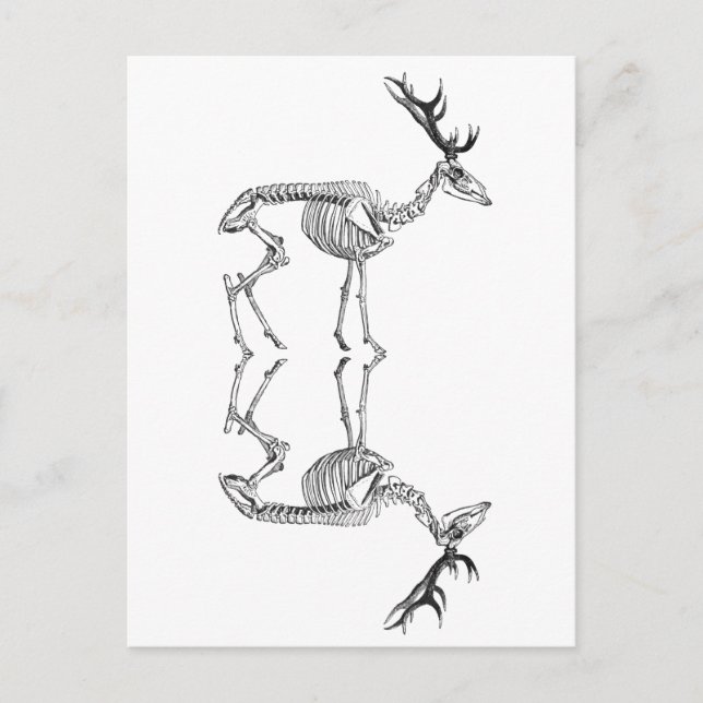 Spooky vintage skeleton reindeer drawing postcard (Front)