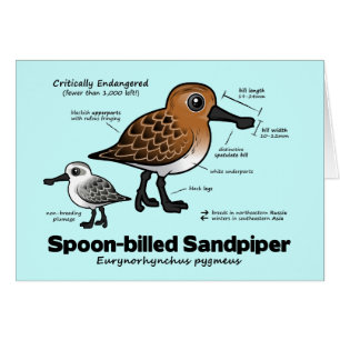 Spoon-billed Sandpiper Statistics
