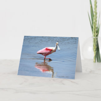 Spoonbill-5-05 Card