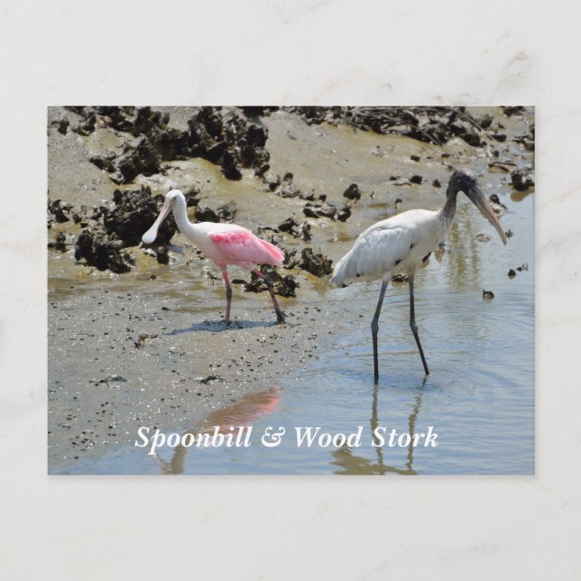 Spoonbill and Wood Stork in the wild Postcard (Front)