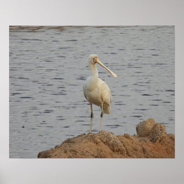 Spoonbill Bird Poster (Front)