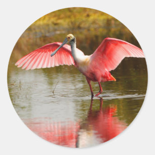 spoonbill classic round sticker
