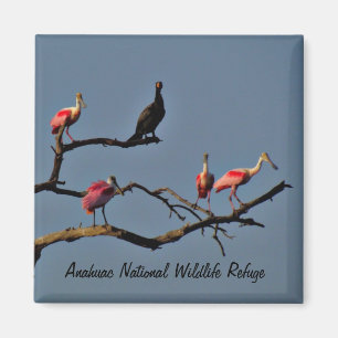 Spoonbills and Cormorant Magnet