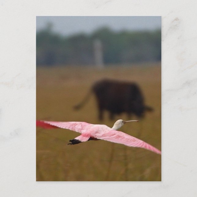 Spoonbills Flying Postcard (Front)