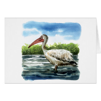 Spot billed pelican