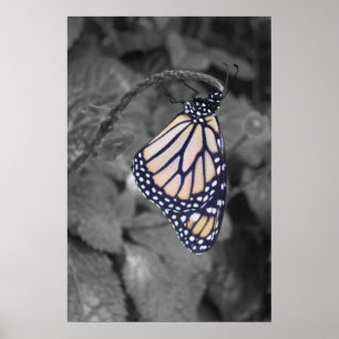 Spot-colorized Butterfly Poster