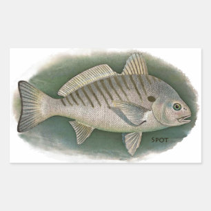 Spot Fish Logo Rectangular Sticker