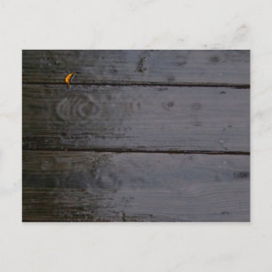 "Spot of Colour" Postcard