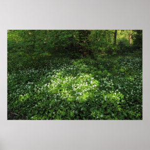 Spot of Garlic Poster