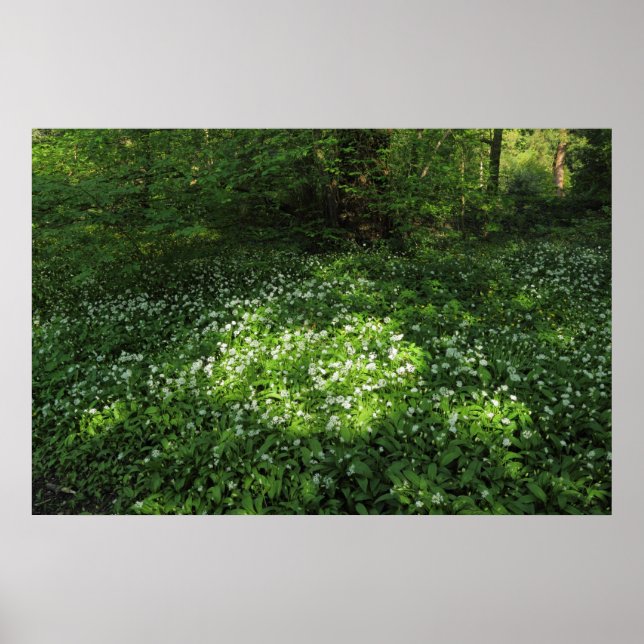 Spot of Garlic Poster (Front)