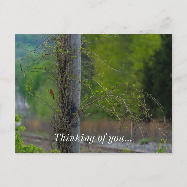Spot Of Red Thinking of You Postcard (Front)