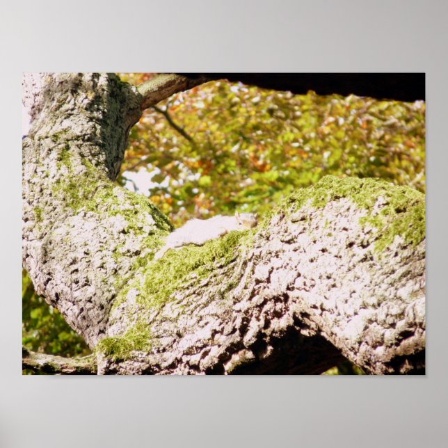 Spot The Grey Squirrel Poster (Front)