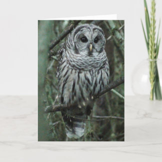 Spot, the owl card