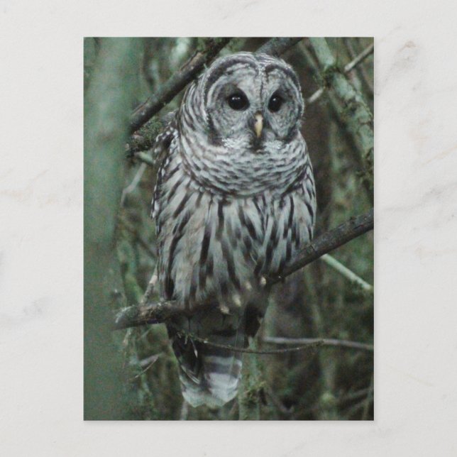 Spot the Owl Postcard 02 (Front)