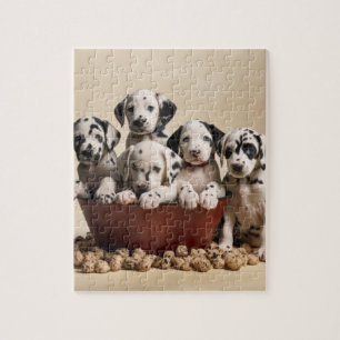 Spotlight of Love: Dalmatian Delight Jigsaw Puzzle