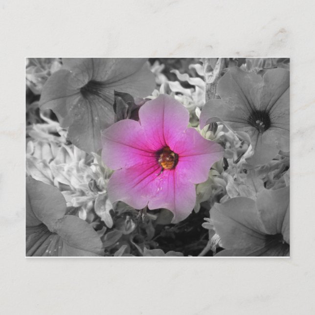 Spotlight Postcard (Front)