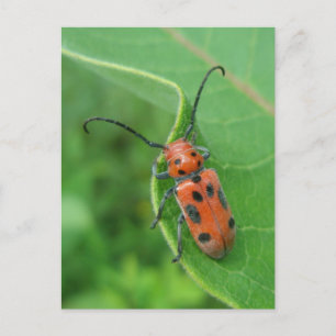 Spotted Asparagus Beetle on Milkweed Postcard