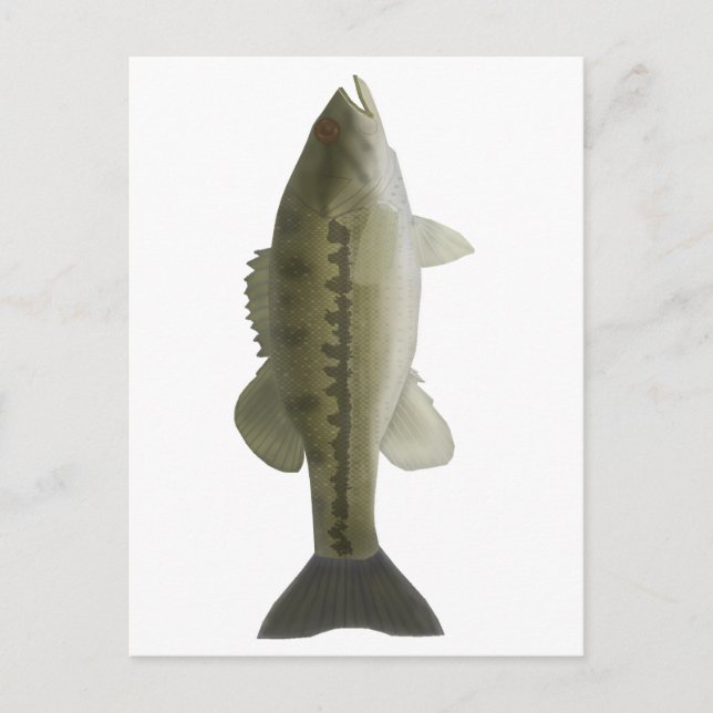 Spotted Bass Postcard (Front)