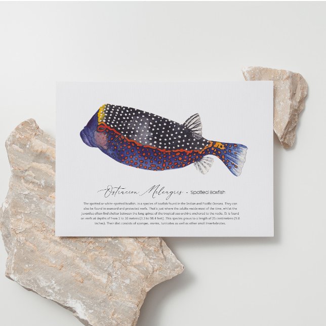 Spotted Boxfish Holiday Postcard (Creator Uploaded)