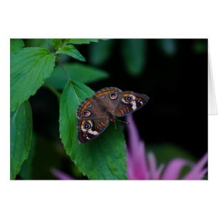 Spotted Butterfly