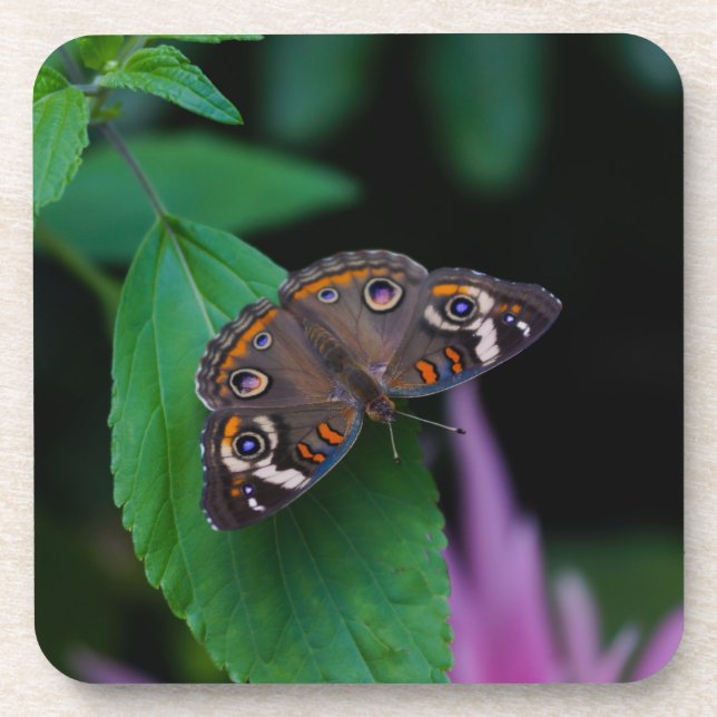 Spotted Butterfly Coaster (Front)