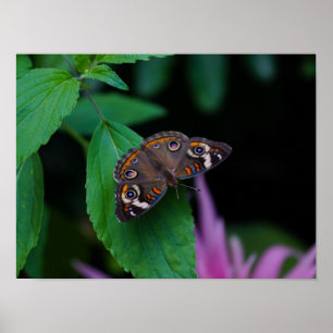 Spotted Butterfly Poster