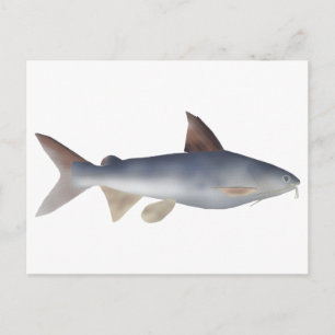 Spotted Catfish Postcard