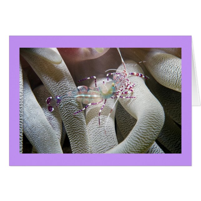 Spotted Cleaning Shrimp (Front Horizontal)