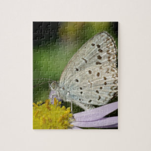 Spotted Cream Coloured Butterfly Jigsaw Puzzle